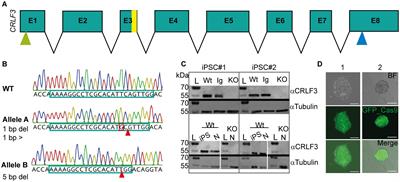 Frontiers The Cytokine Receptor Crlf Is A Human Neuroprotective Ev